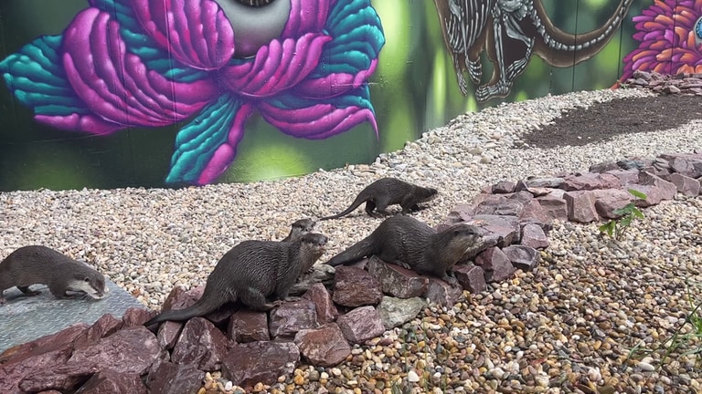 Die Otter aus dem Zoo Kaiserslautern spielen in ihrem neuen Gehege.