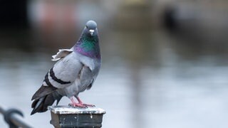 Eine Taube auf einem Pfosten (Symbolbild): In Freiburg wurden Tauben angeschossen, jetzt gibt es einen Tatverdächtigen 
