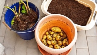 Kartoffelanbau: Zu sehen sind Töpfe mit Erde, Pflanzen und Kartoffeln frisch geerntet auf einem Balkon.