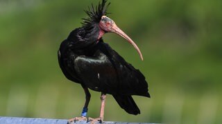 Der erste Waldrapp ist zurück! Das Männchen Zoppo hat als erster der seltenen Vögel die Winterreise aus der Toskana nach Überlingen geschafft. 