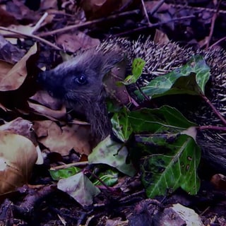 Igel