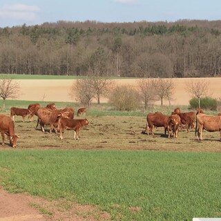 Feld mit Kühen