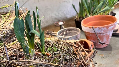 Nest aus Winterblühern