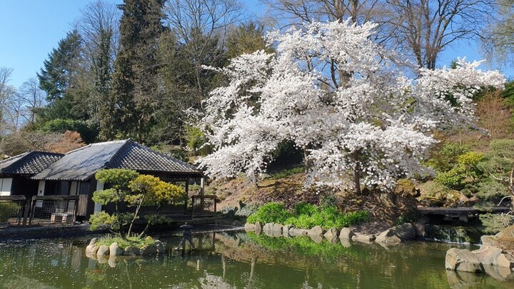 Blühende Kirschbäume im Japanischen Garten Kaiserslautern im Frühjahr bei Sonnenschein.