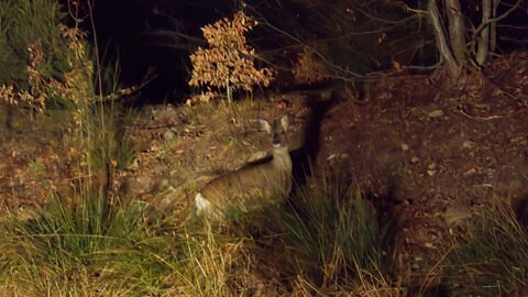 Auch Rehe haben die Forscher bei ihrer nächtlichen Tour durch den Nationalpark entdeckt. 