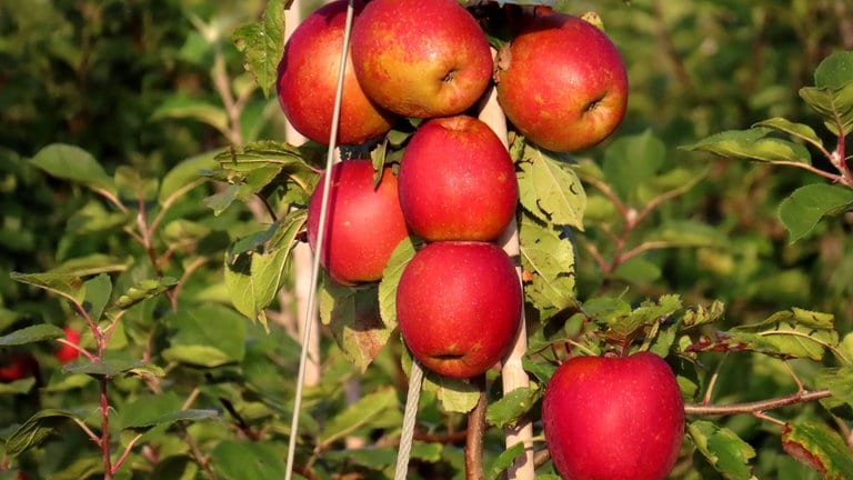 Äpfel der Sorte Wellant am Baum