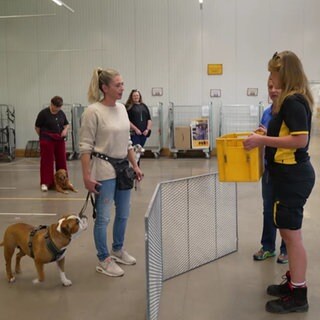 Hundetraining für Postzusteller