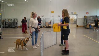 Hundetraining für Postzusteller
