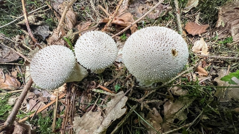 Der Flaschen-Stäubling ist ein essbarer Pilz. Der rechte Pilz ist nicht mehr genießbar. Dies zeigt das kleine Loch im Pilz an.