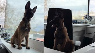 Mit einem Facebook-Video hat das Polizeipräsidium Heilbronn zwei neue Polizeihunde in Ausbildung vorgestellt.