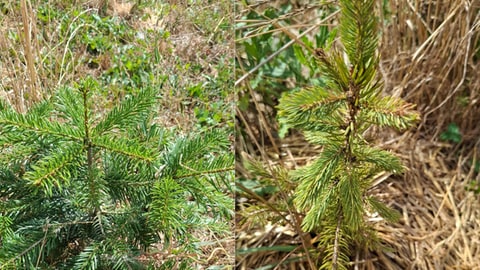 Gesunde grüne Christbaum-Jungpflanzen auf dem Bühlhof in Wolfenhausen. Sie haben die Trockenheit überstanden.