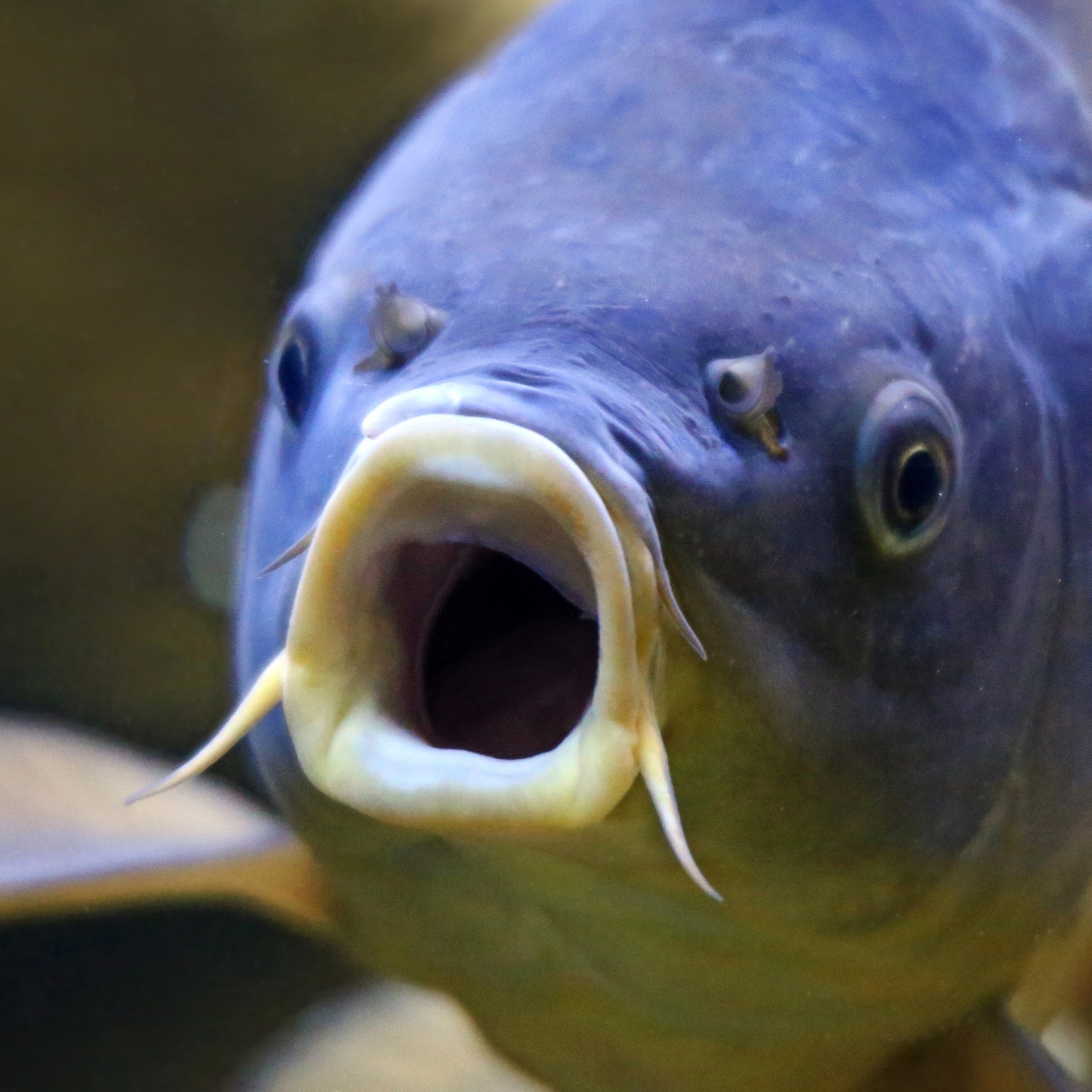 Fühlen Fische Schmerzen? episode artwork