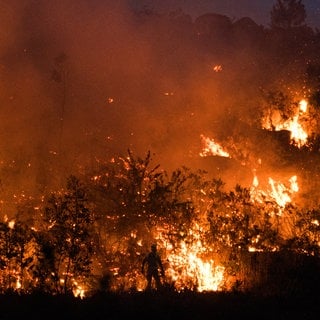Symbolbild: Schon ein einziger Funken kann einen Waldbrand auslösen, auch in Rheinhessen und an der Nahe.