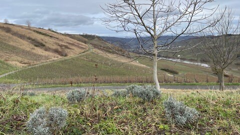 Projekt mit Weitblick: Unter dem Lavendelfeld von Mario Kohlmann fließt die Mosel durch die Weinberge. 