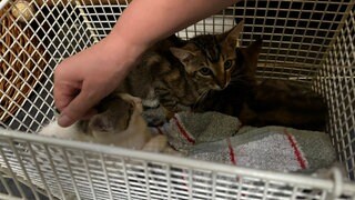 Drei Katzen in einem Käfig und eine Hand, die ein Tier streichelt: Ein Verein kastriert jedes Wochenende verwilderte Katzen auf der Schwäbischen Alb.