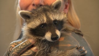 Junger Waschbär