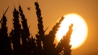 Getreide zeichnet sich vor der Sonne ab. In diesem Sommer war es auch nachts oft überdurchschnittlich warm in Baden-Württemberg.
