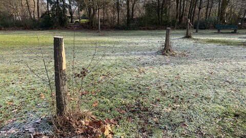 Die fünf Bäume auf dem Spielplatz "Am Rodelberg" in der Mainzer Oberstadt waren so beschädigt, dass sie gefällt werden mussten. 