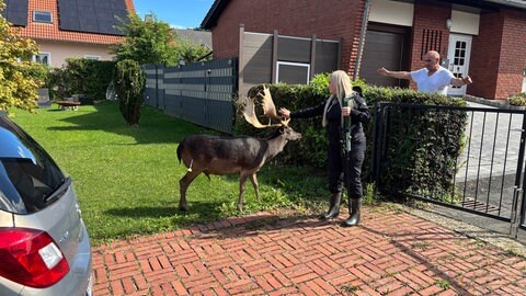 Hirsch "Henry" versucht wegzulaufen. Tierzüchterin Josephine Bauer schneidet ihm den Weg ab.