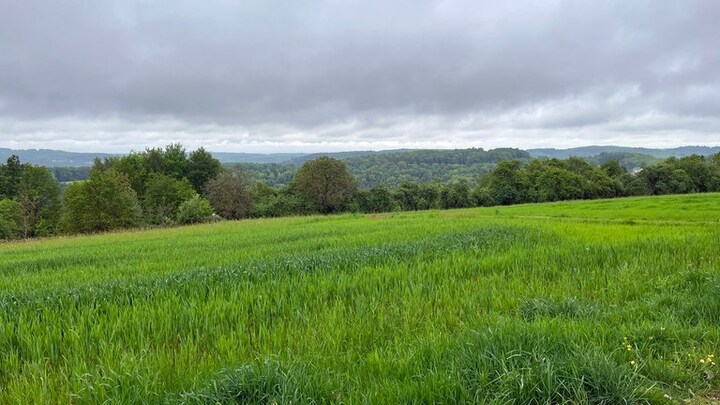 Ein Feld bei Geiselberg in der Südwestpfalz im Frühling bei Regen