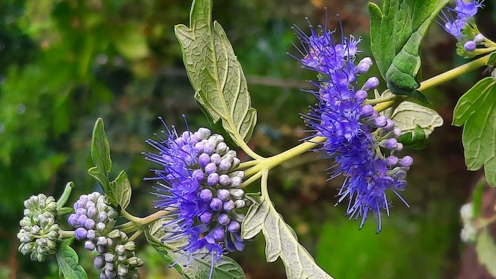 Bartblume im Garten: Blau blühender Strauch im Spätsommer