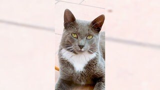 Vor dem Heilbronner Landgericht startet der Berufungsprozess um den Tod von Kater Emil. Er ist 2021 in einer Bärenfalle im Nachbarsgarten gestorben.