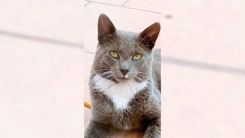 Vor dem Heilbronner Landgericht startet der Berufungsprozess um den Tod von Kater Emil. Er ist 2021 in einer Bärenfalle im Nachbarsgarten gestorben.