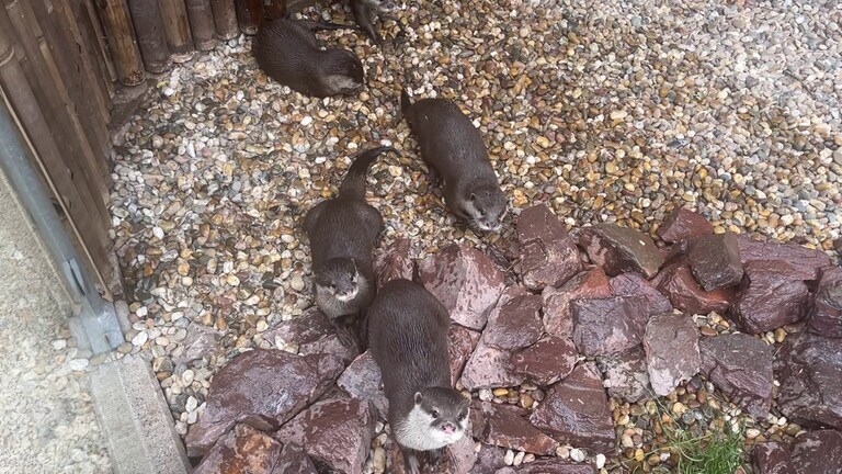 Die Otter aus dem Zoo Kaiserslautern spielen in ihrem neuen Gehege.