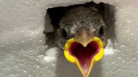Besonders junge Vögel, wie dieser kleine Spatz, leiden unter der Hitze in Kaiserslautern und Region.