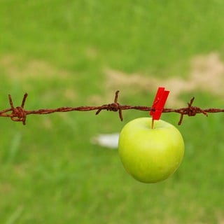 Ein Apfel hängt an einem Stacheldraht als Symbol für Obstklau