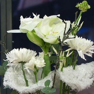 Amaryllis in Weiß