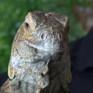 Reportage Reptilien