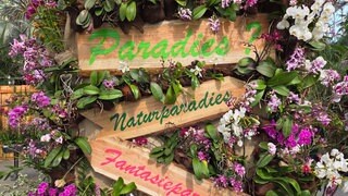 Bunte Orchideen im Palmenhaus der Blumeninsel Mainau. Die Orchideenschau eröffnet traditionell das Blumenjahr auf der Insel.