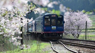 Die Noto-Railway auf der Noto-Halbinsel im Westen Japans - die Strecke ist von blühenden Kirschbäumen gesäumt. 