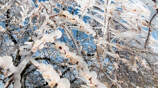 Die Frostschutzberegnung soll die Blüten "warm halten".