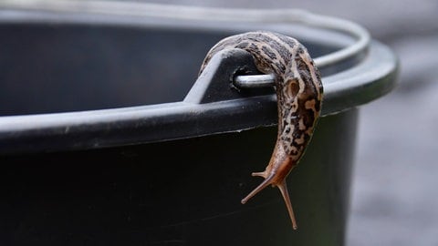 Ein Schnegel. Die Nacktschnecken verunreinigten in Bad Krozingen das Trinkwasser.