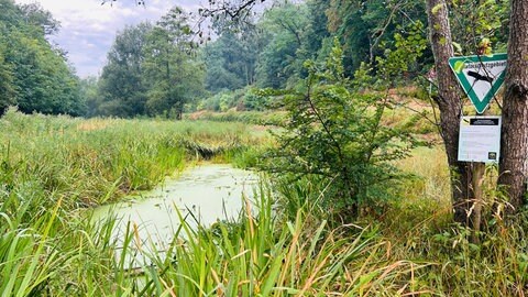 Der Feuerbach wurde bei Stuttgart-Mühlhausen bereits renaturiert.