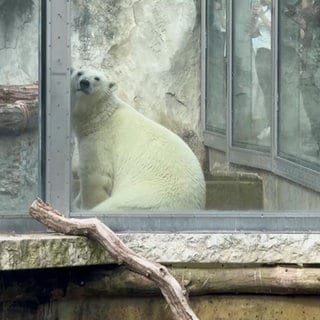 Eisbär im Karlsruher Zoo