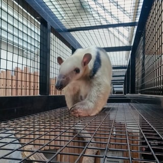 Ameisenbär im Zoo Karlsruhe