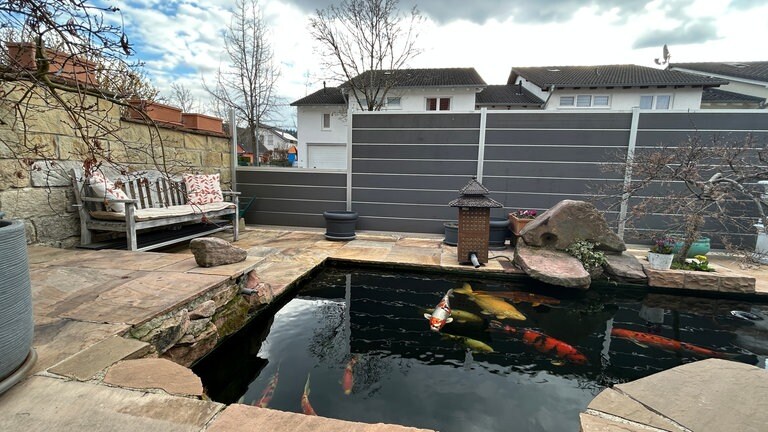 Der Koi-Karpfen-Teich von Harald Möhrmann in Gernsbach. Mit dem Zaun möchte er die Tiere und seinen Hund schützen.