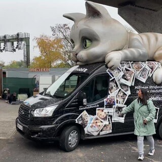 Raubkatze oder Hauskatze in Kalenborn gesichtet?