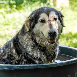 Ein Hund sitzt im Sommer zur Abkühlung in einer Wanne mit Wasser. (Symbolbild) - Auch Tiere leiden unter der aktuellen Hitzwelle.