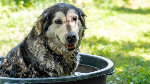 Ein Hund sitzt im Sommer zur Abkühlung in einer Wanne mit Wasser. (Symbolbild) - Auch Tiere leiden unter der aktuellen Hitzwelle.