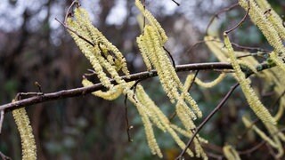 Blühende, männliche Kätzchen hängen im Winter an einem Haselstrauch