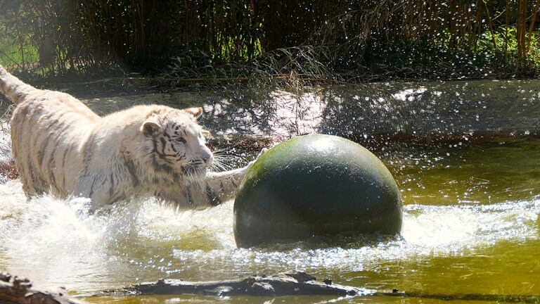 Die weiße Tigerin Charlota spielt in ihrem Pool in der Tierauffangstation Maßweiler.