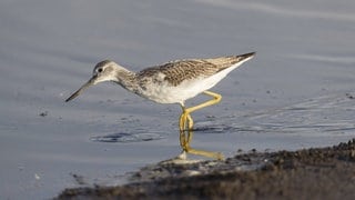 Ein Grünschenkel watet durchs flache Wasser.