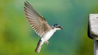 Sumpfschwalbe (Tachycineta bicolor) beim Anflug auf den Nistkasten: Es ist faszinierend, dass Schwalben einen Kontinent überqueren und zum selben Nest zurückkehren können. Die Sumpfschwalbe zum Beispiel brütet im Norden Nordamerikas und überwintert in Mexiko, Zentralamerika und in der Karibik.