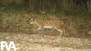 Luchs im Schwarzwald