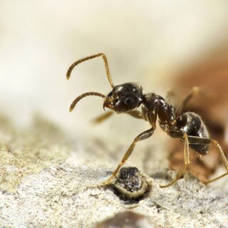 Lasius Neglectus - eine Ameisenart breitet sich in Karlsruhe aus