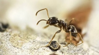 Lasius Neglectus - eine Ameisenart breitet sich in Karlsruhe aus